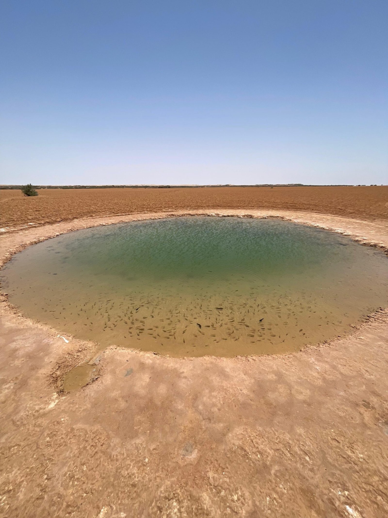 Desert experience in Dakhla